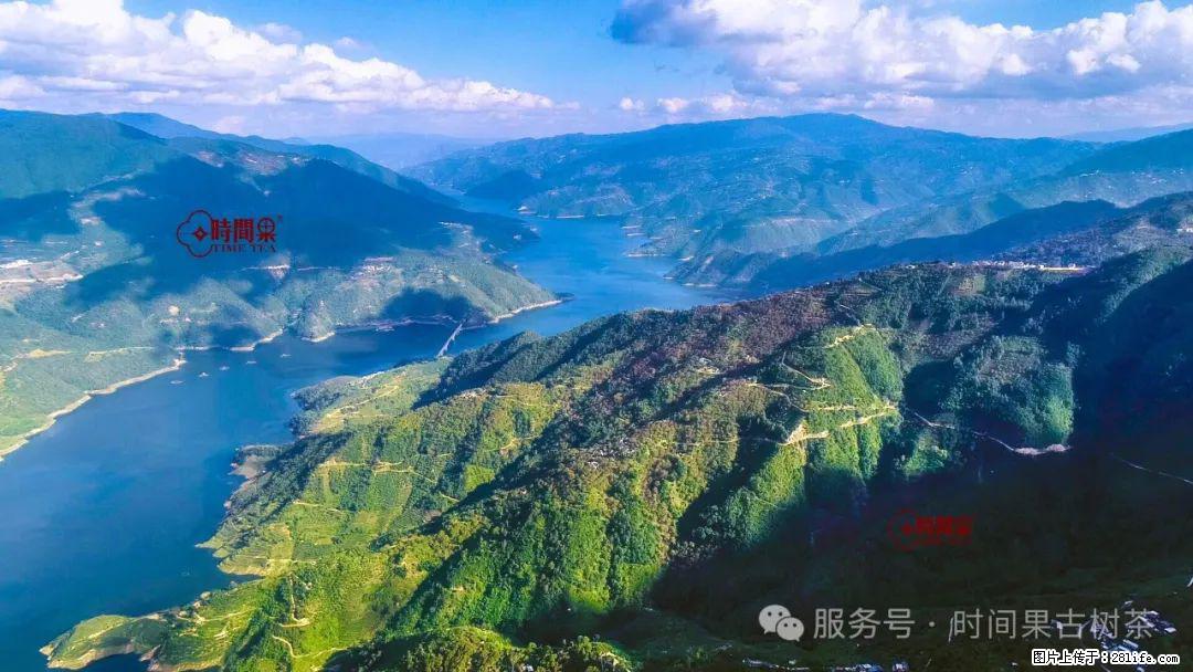 时间果百年古树龙珠普洱生茶 - 购物交流 - 牡丹江生活社区 - 牡丹江28生活网 mdj.28life.com