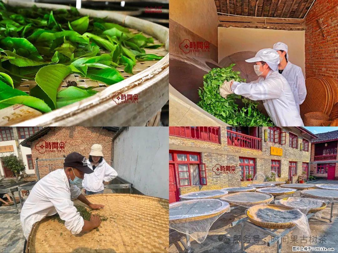 时间果百年古树龙珠普洱生茶 - 购物交流 - 牡丹江生活社区 - 牡丹江28生活网 mdj.28life.com