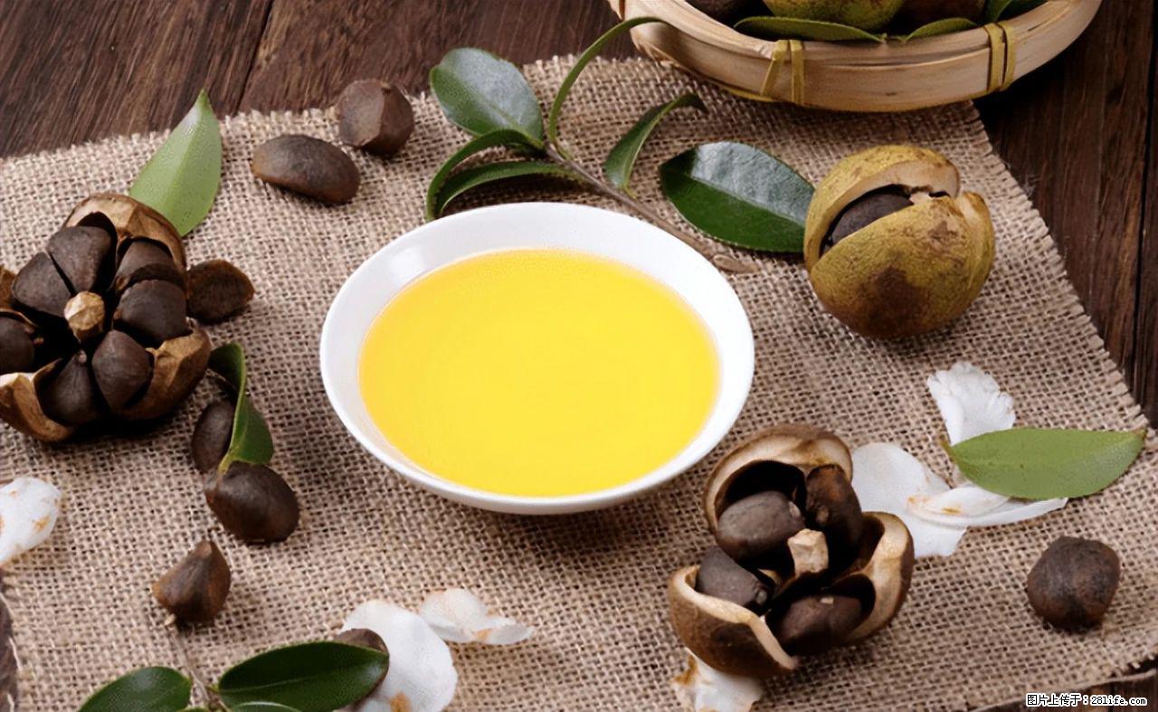 揭秘茶油的5大核心营养成分！被称为人体健康的“守护盾”！ - 牡丹江生活资讯 - 牡丹江28生活网 mdj.28life.com