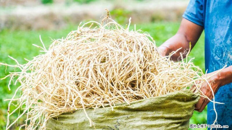 堪称“最难吃”的蔬菜,却是 “抗辐射神器”,还能护肺、清热、止咳化痰! - 牡丹江生活资讯 - 牡丹江28生活网 mdj.28life.com