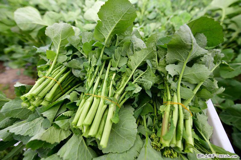 这些蔬菜是“天然钙片”，这6种被医生重点推荐 - 牡丹江生活资讯 - 牡丹江28生活网 mdj.28life.com